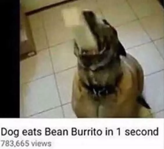 Funny Dog Memes Pictures  Burrito Eating
