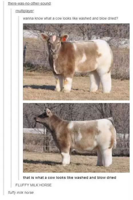 Funny Cow Memes Pictures  Blown Dry Cow
