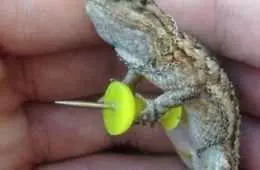 Funny Pecko Gecko