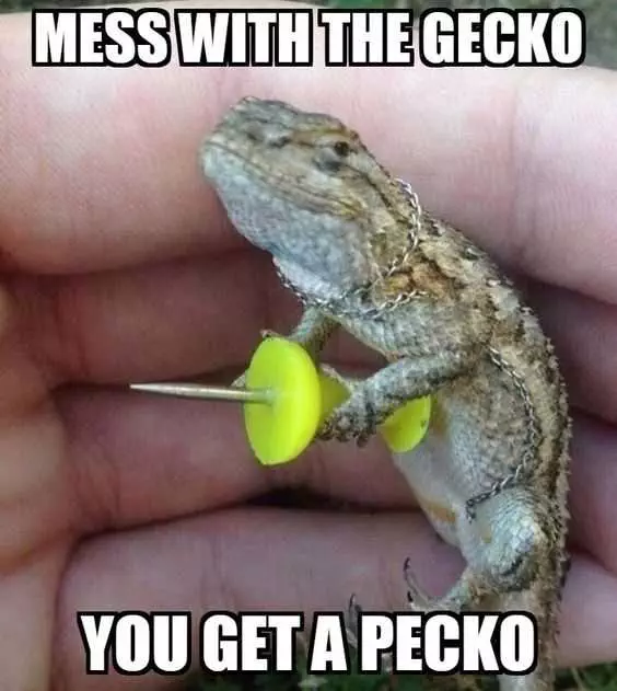 Funny Gecko Memes Pictures