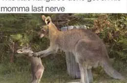 Funny Roo Last Nerve
