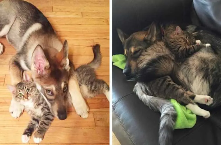 Screen Shot 2018 05 05 At 11.38.41 Pm