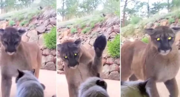 Screen Shot 2018 05 06 At 2.09.58 Am