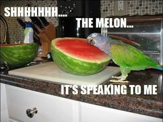 Sweet Funny Animal Pictures Best Friends