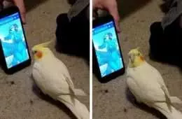 Animal Bird Phone