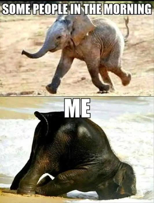 Sweet Funny Animal Pictures Morning People