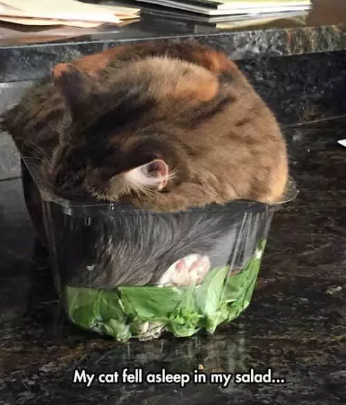 Sweet Funny Animal Pictures  Salad Sleep