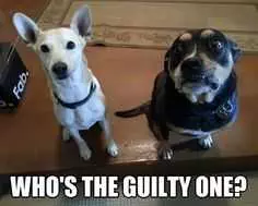 Animal Guilty One