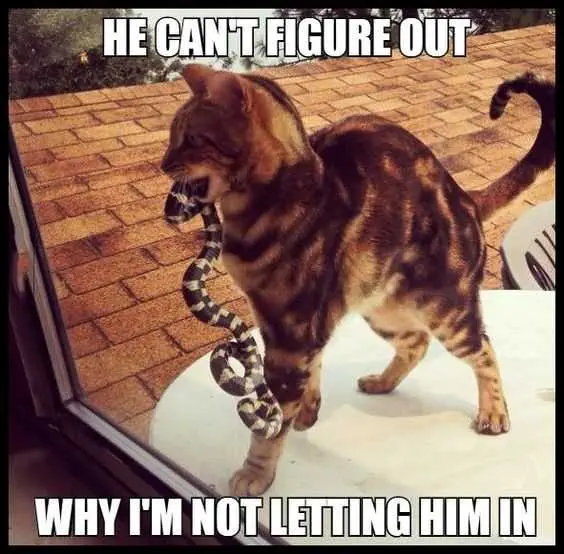 Sweet Funny Animal Pictures Cat Present