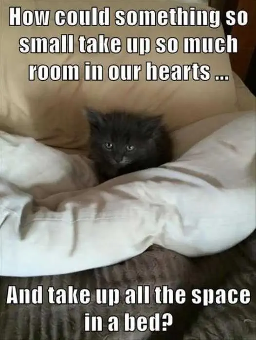 Sweet Funny Animal Pictures Space Hog