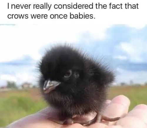 Sweet Funny Animal Pictures Baby Crows