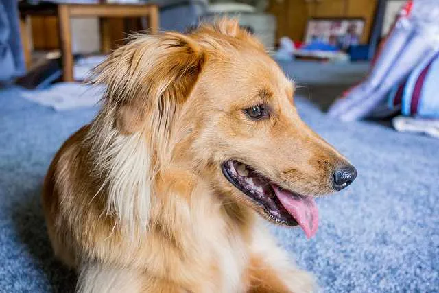 Collie