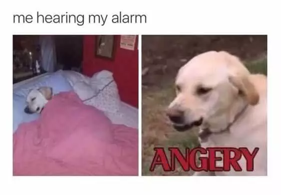 Hilarious And Funny Memes  Alarm Reaction Perfectly Captured By Dog