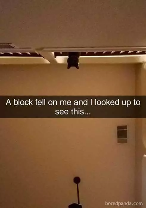Funny Cat Snapchats  Spider Cat