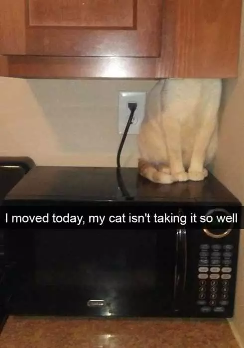 Funny Cat Snapchats  Where'S My Sh*T