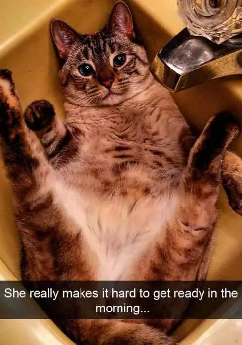 Funny Cat Snapchats  Don'T Even Think About It