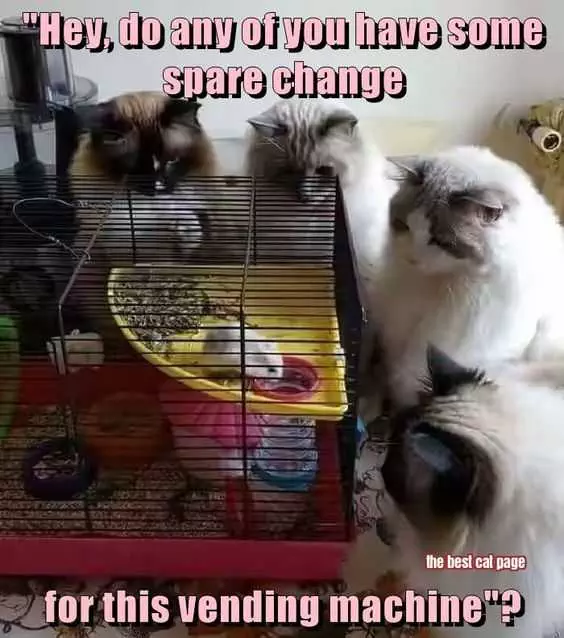Funny Cats Vending