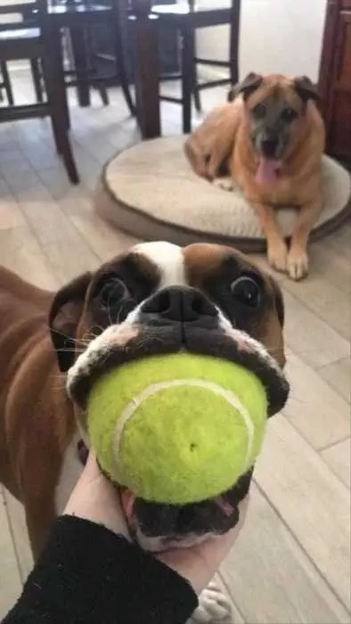 Funny Dog Mouth