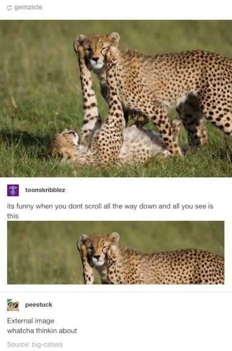 Funny Dont Scroll