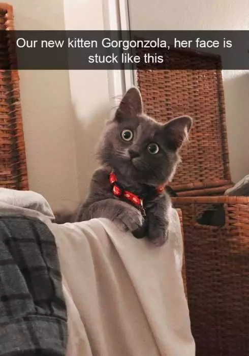 Funny Cat Snapchats  Surprised At Everything