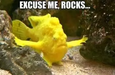 Funny Fish Rocks