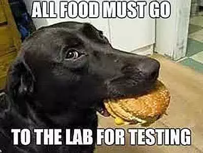 Funny Food Lab