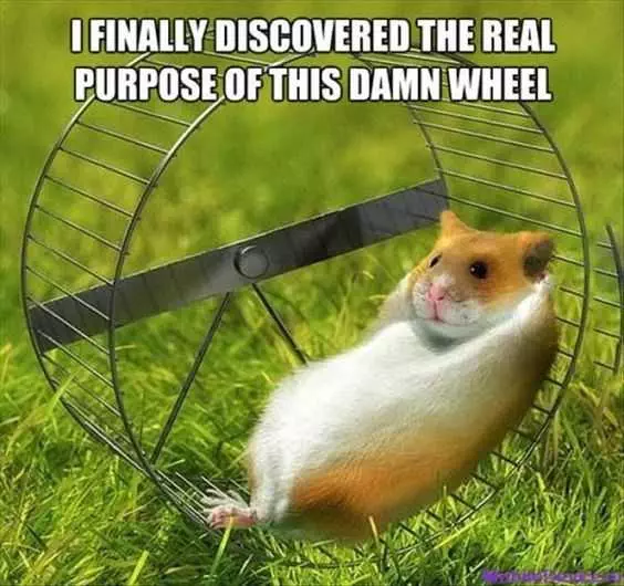 Funny Hamster Wheel