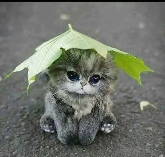 Funny Leaf Cat