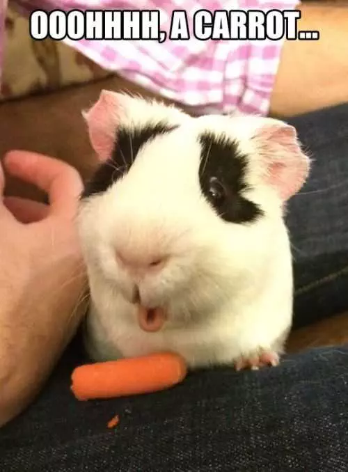 Funny Ooh Carrot