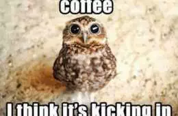 Funny Owl Coffee