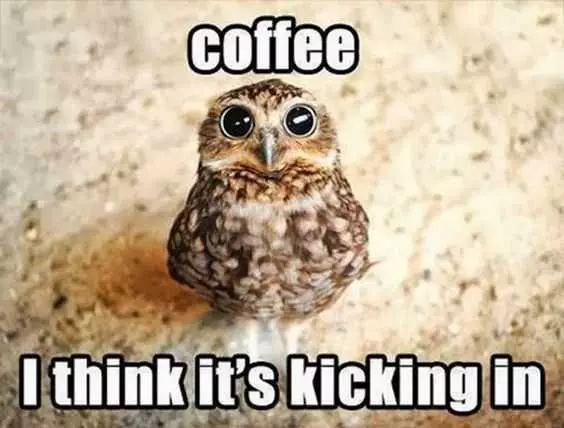 Funny Owl Coffee