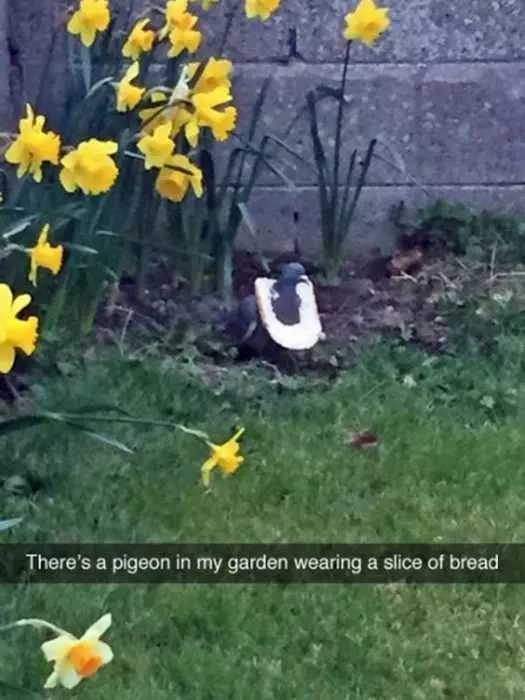 Funny Pigeon Bread
