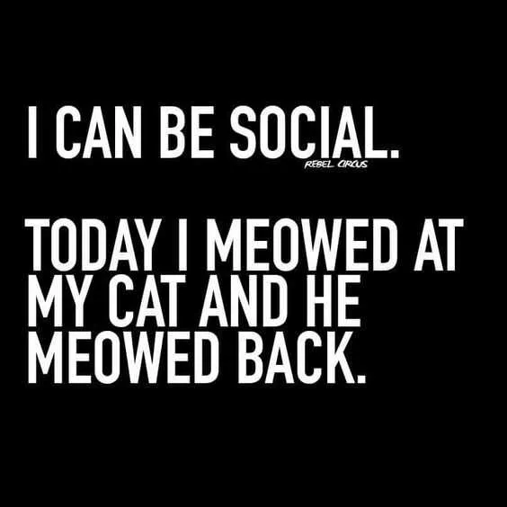 Funny Social Meowed