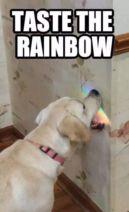 Funny Taste Rainbow