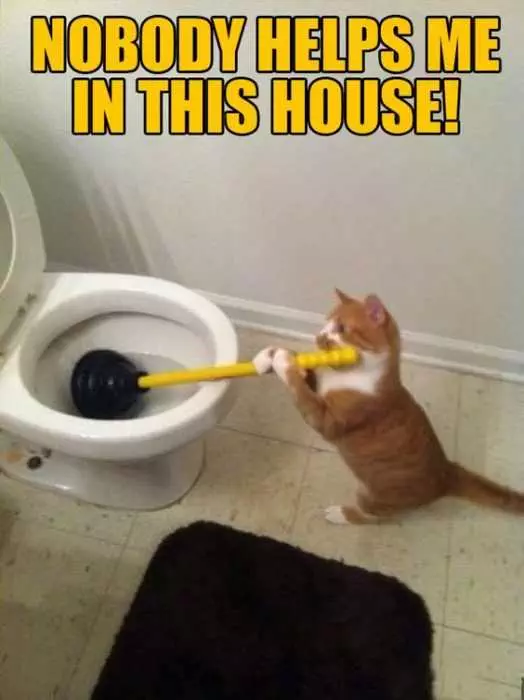 24 Funny Pictures About Spring Cleaning  Cat Plunger