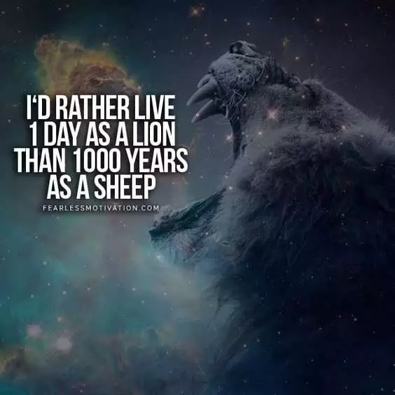 Quote 1 Day Sheep