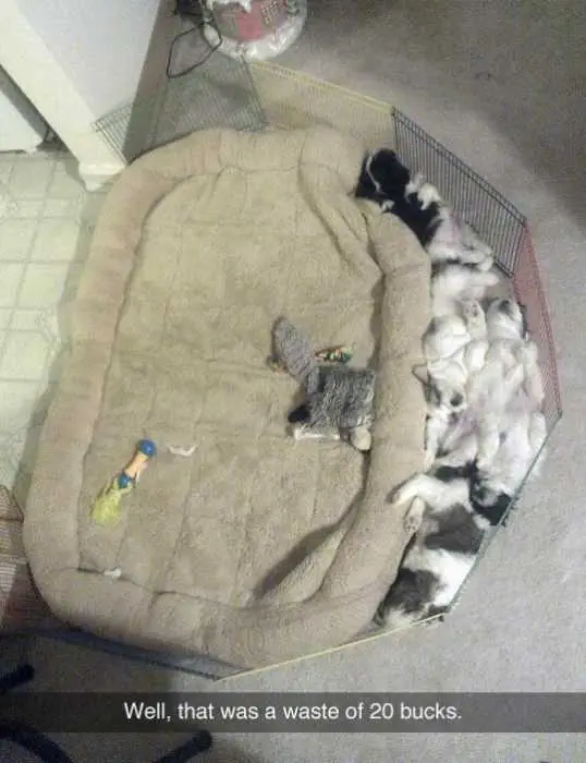 Hilarious Snapchats Cat Bed