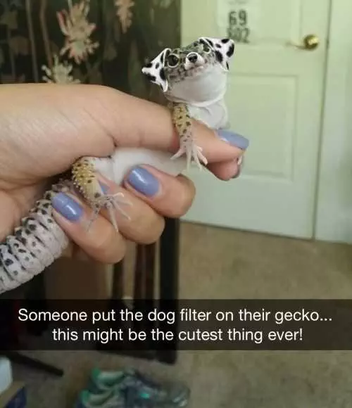 Funny Snapchats  Dog Filter