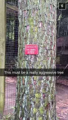 Hilarious Funny Snapchat  Danger Tree