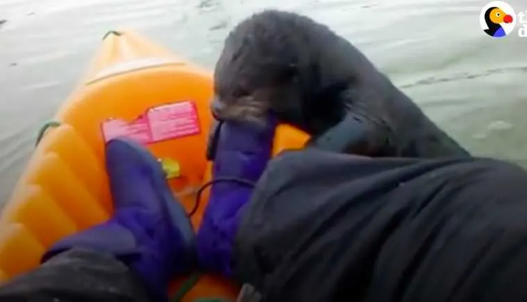 Screen Shot 2018 06 21 At 7.13.33 Pm