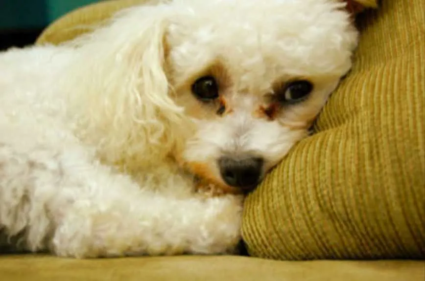 Screen Shot 2018 06 23 At 3.02.59 Am