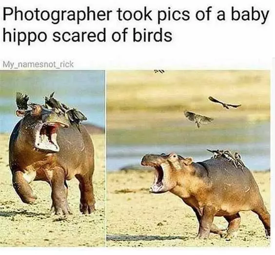 Animal Hipp Birds