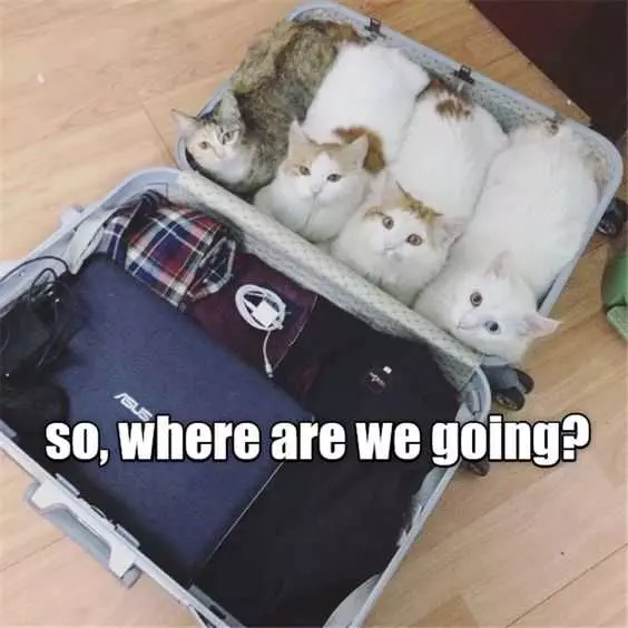 Animals Suitcase Cat