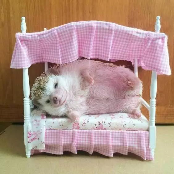 Baby Sleep Hedgehog