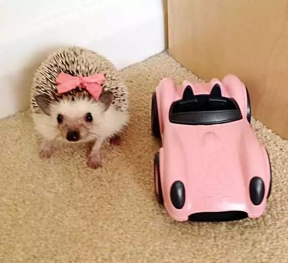 Cute Hedgehog Car