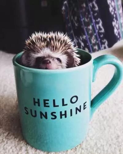 Cute Hedgehog Cup