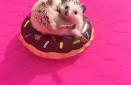 Cute Hedgehog Donut