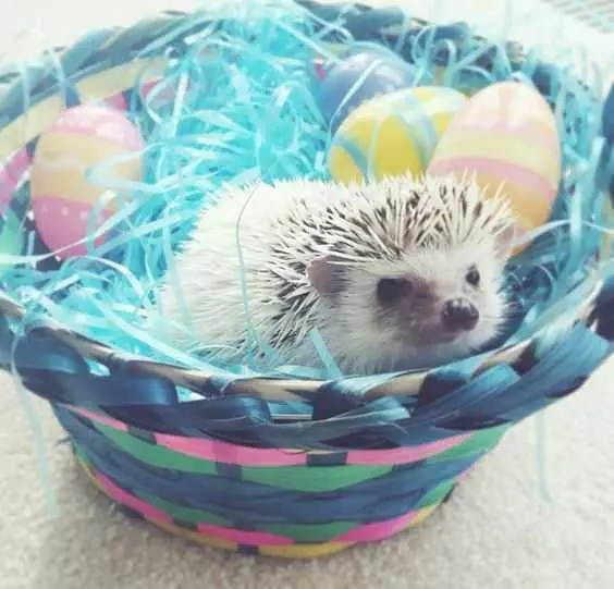 Cute Hedgehog Easter