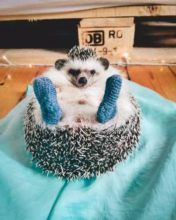 Cute Hedgehog Feets