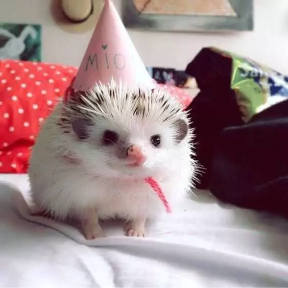 Cute Hedgehog Hat